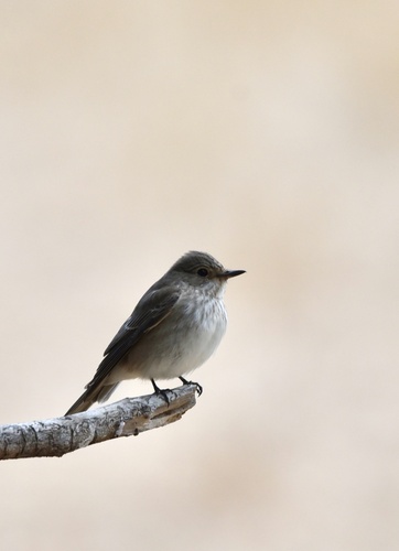 Spotted Flycatcher