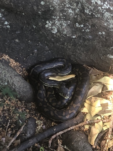 Coastal Carpet Python sighting