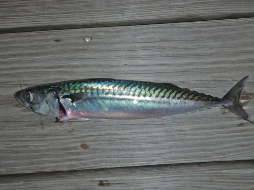 Atlantic Mackerel