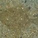 Scophthalmus aquosus - Photo (c) j-stauffer, כל הזכויות שמורות, הועלה על ידי j-stauffer
