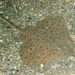 Little Skate - Photo (c) Jeff, all rights reserved, uploaded by Jeff