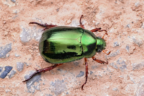 Mimela bidentata