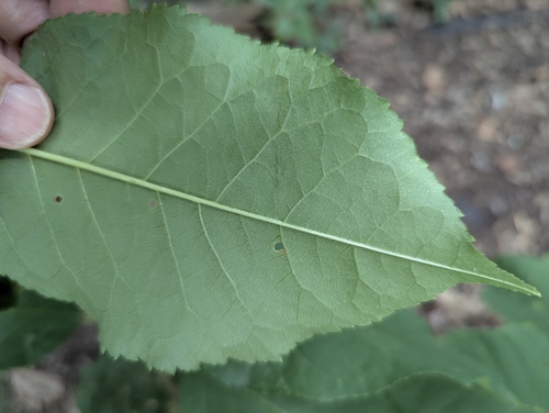 Bitter-berry foliage
