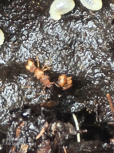Colobostruma nancyaeColobostruma nancyae