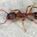 Myrmica curvithorax - Photo (c) gernotkunz, todos los derechos reservados, subido por gernotkunz