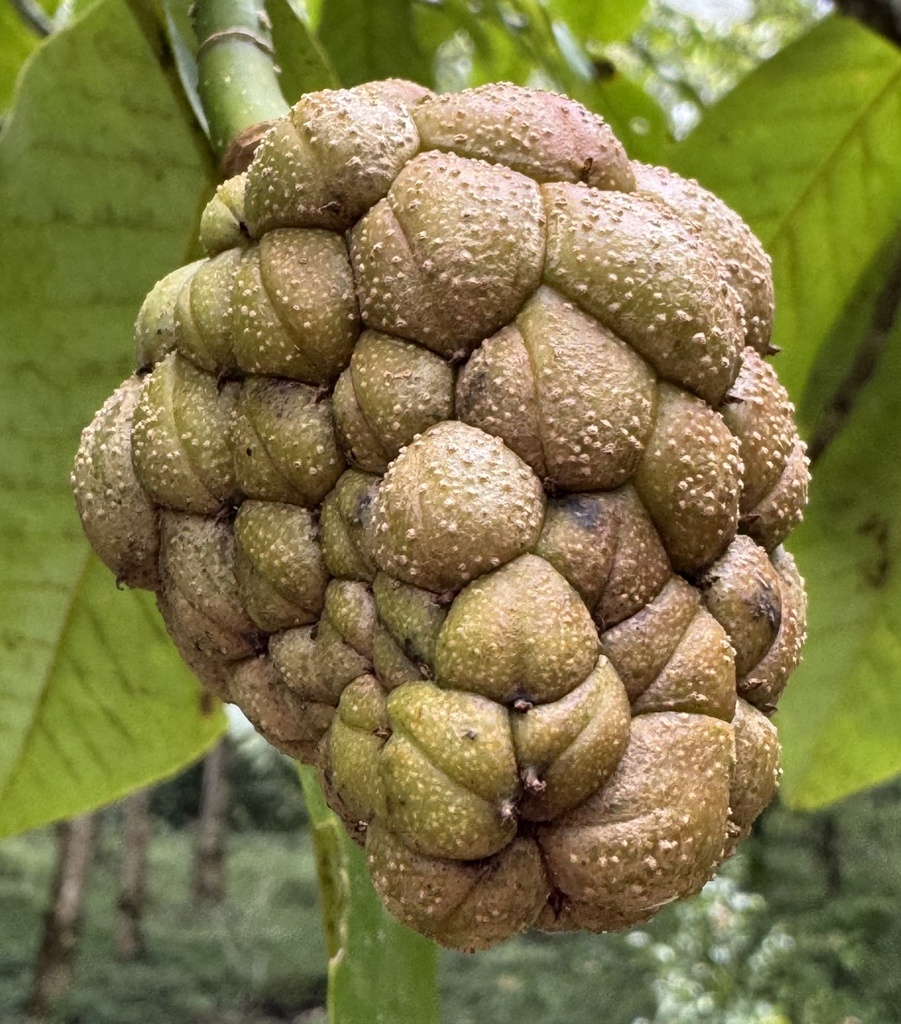 Magnolia sumatrana (Magnolia sumatrana)