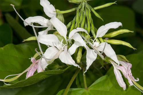 Pom Pom Orchid Tree