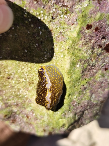 Felimare picta