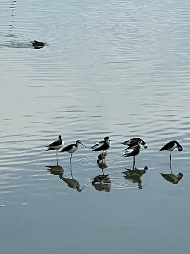 iNaturalist observation photo of Black-necked Stilt