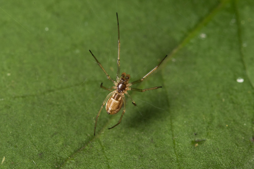 Neriene peltata