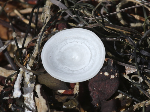 Whitecap Limpet