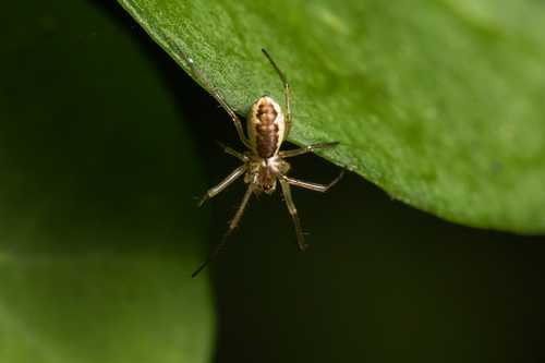 Neriene peltata
