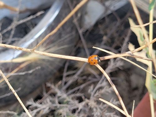 Seven-spotted Lady Beetle