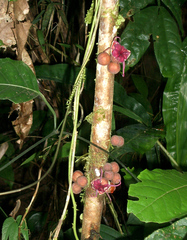 Herrania purpurea image