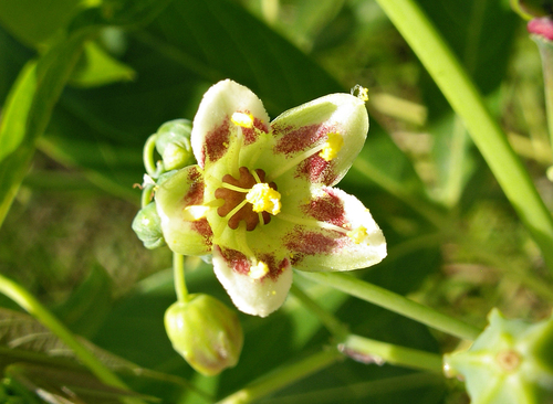 Cassava