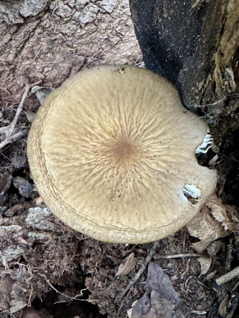 Beech Rooter Beech Rooter from Ridge Rd, Lansing, NY, US on September 19, 2025 at 09 ...