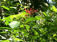 Aphelandra sinclairiana image