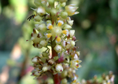 Mangifera indica image