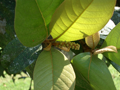 Byrsonima crassifolia image