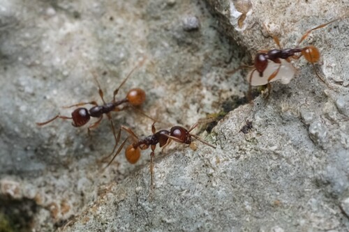 富川双节行军蚁Aenictus fuchuanensis