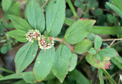 Euphorbia hirta image