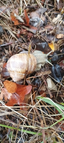 Helix pomatia
