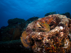 Moray Eel (Green)