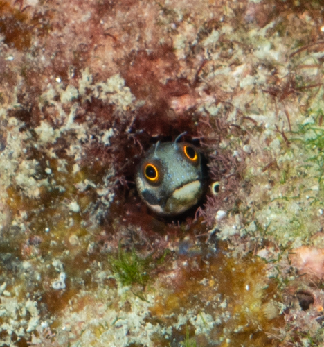 Mexican Barnacle Blenny