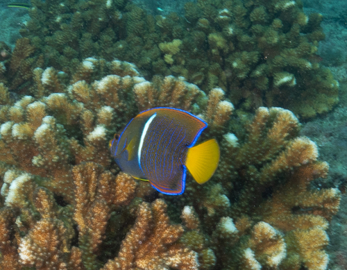 King Angelfish