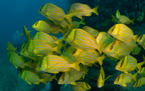 Panamic Porkfish