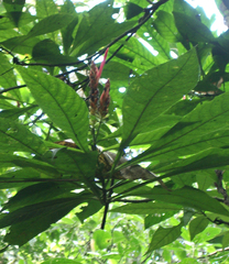 Aphelandra sinclairiana image