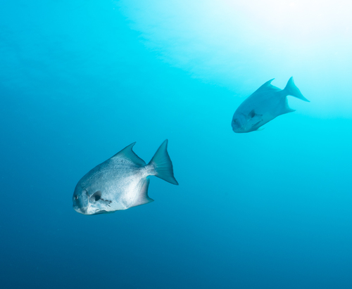 Pacific Spadefish