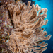 Gorgonias - Photo (c) Pat Webster @underwaterpat, todos los derechos reservados, subido por Pat Webster @underwaterpat