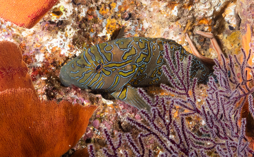 Giant Hawkfish