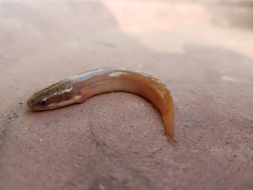 Senegal Bichir