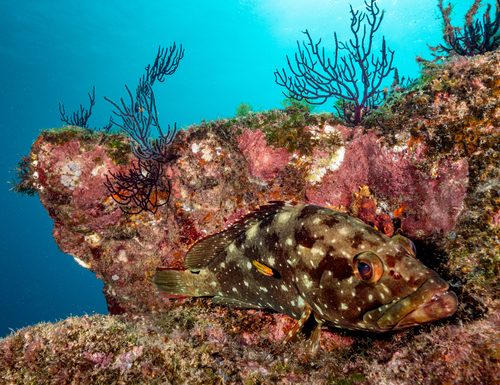Starry Grouper