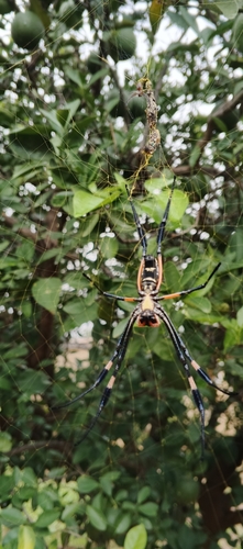 banded-legged golden orb-web spider
