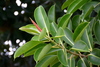 Rubber Plant - Photo (c) P Buchwald, all rights reserved, uploaded by P Buchwald