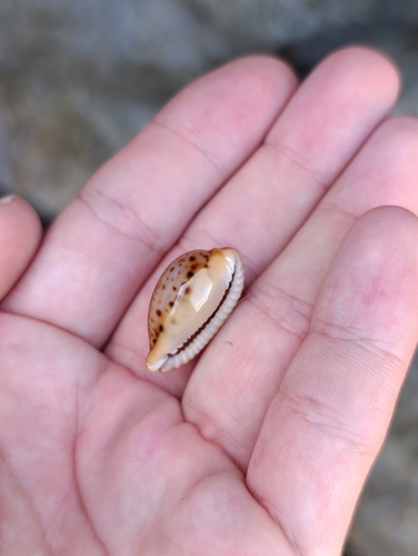 Naria spurca spurca