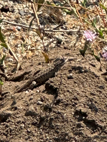 iNaturalist observation photo of Western Fence Lizard