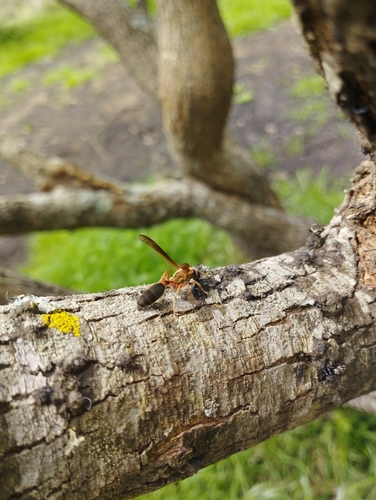 Polybia sericea