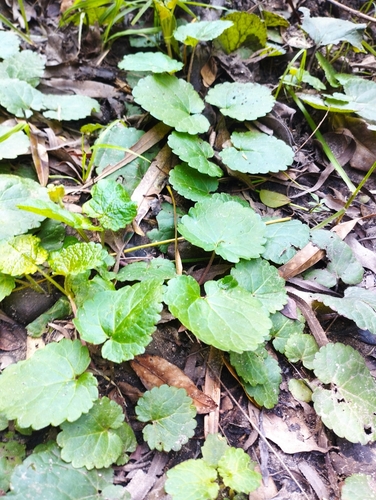 Salvia procurrens
