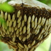 Nocturnal Paper Wasps - Photo (c) Javier Hernandez, all rights reserved, uploaded by Javier Hernandez