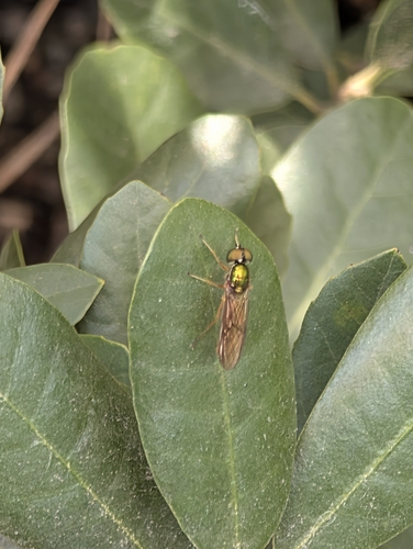 Unknown species found near N Mississippi & Failing, Portland, OR 97227, USA