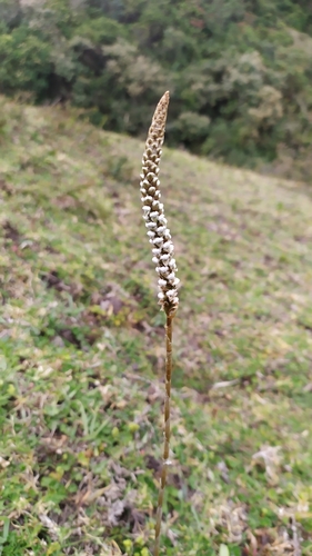 Aa argyrolepis