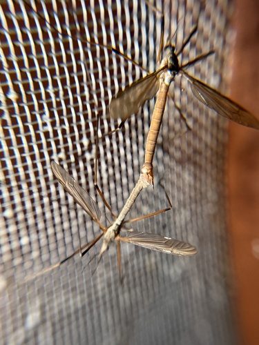 Unknown species found near Vashon Island, Vashon, WA, US