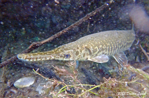 Spotted Gar