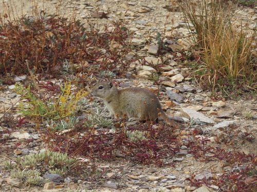 Belding's Ground Squirrel observed by rangerwild