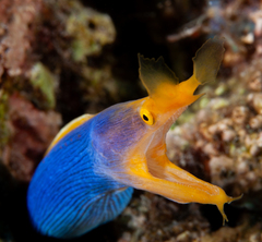 Blue Ribbon Eel