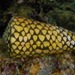 Conus marmoreus - Photo 由 j-stauffer 所上傳的 (c) j-stauffer，保留所有權利